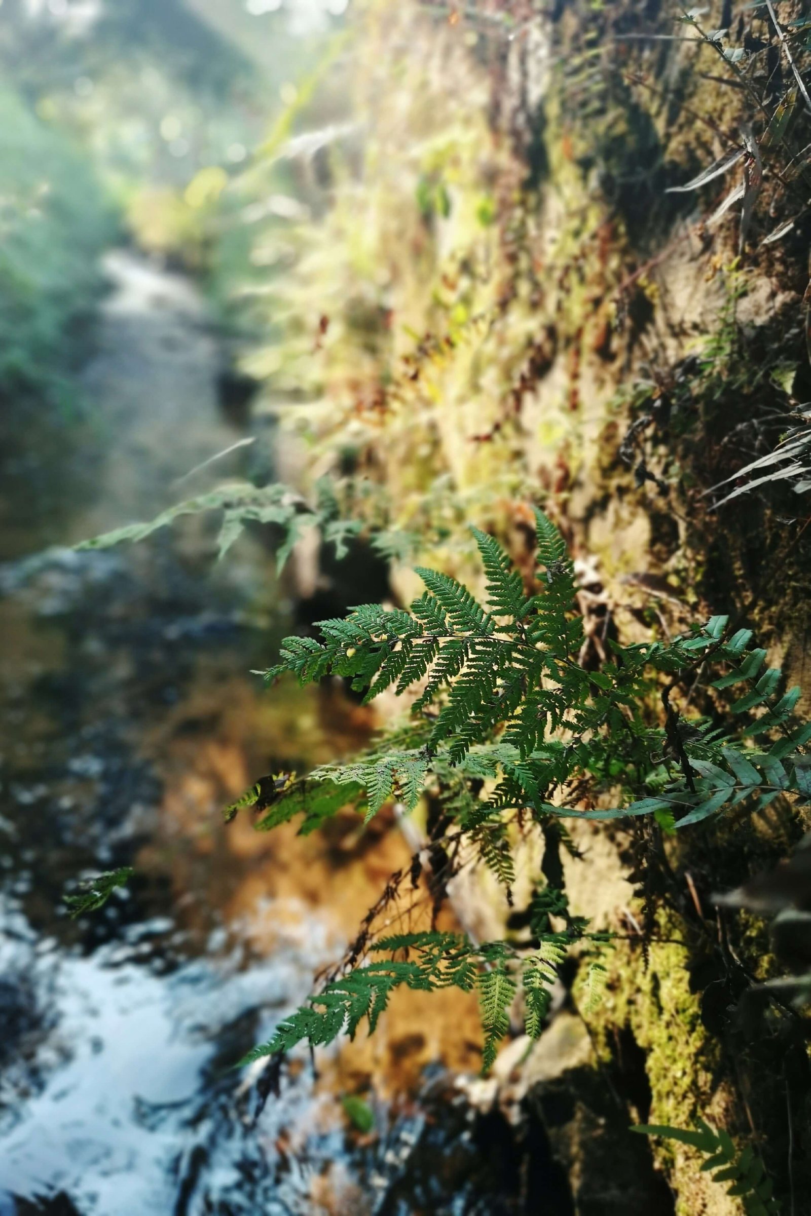 Reconexión con la Naturaleza